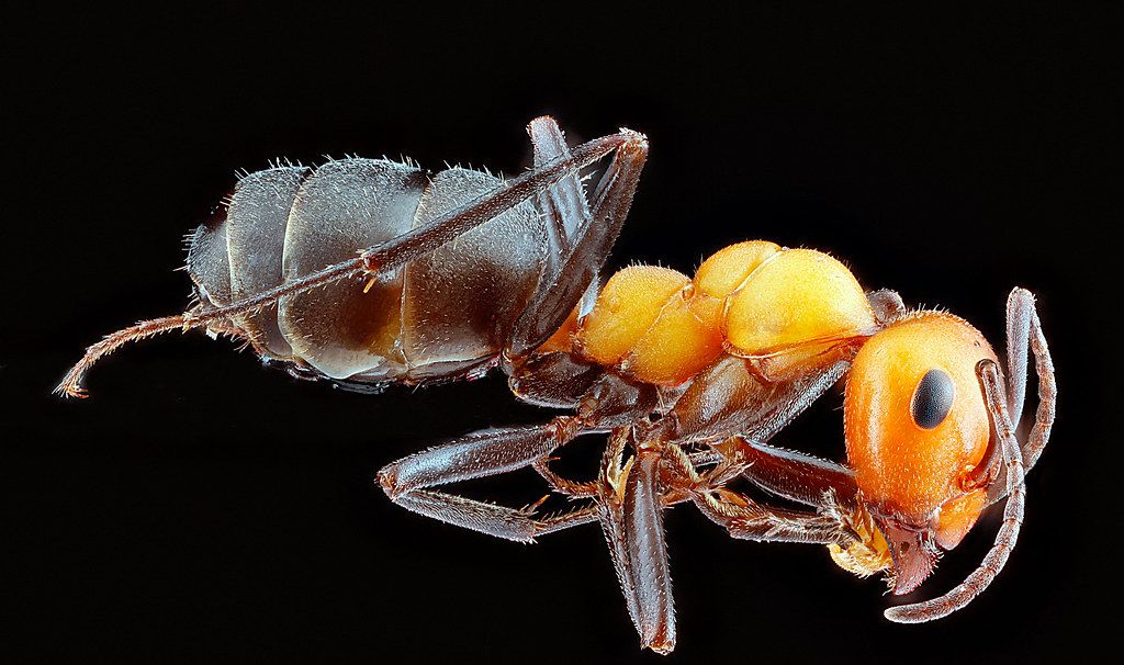 Ant Control service in Longmont, CO