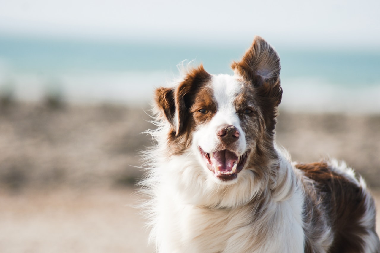 Flea & Tick Control service in Longmont, CO