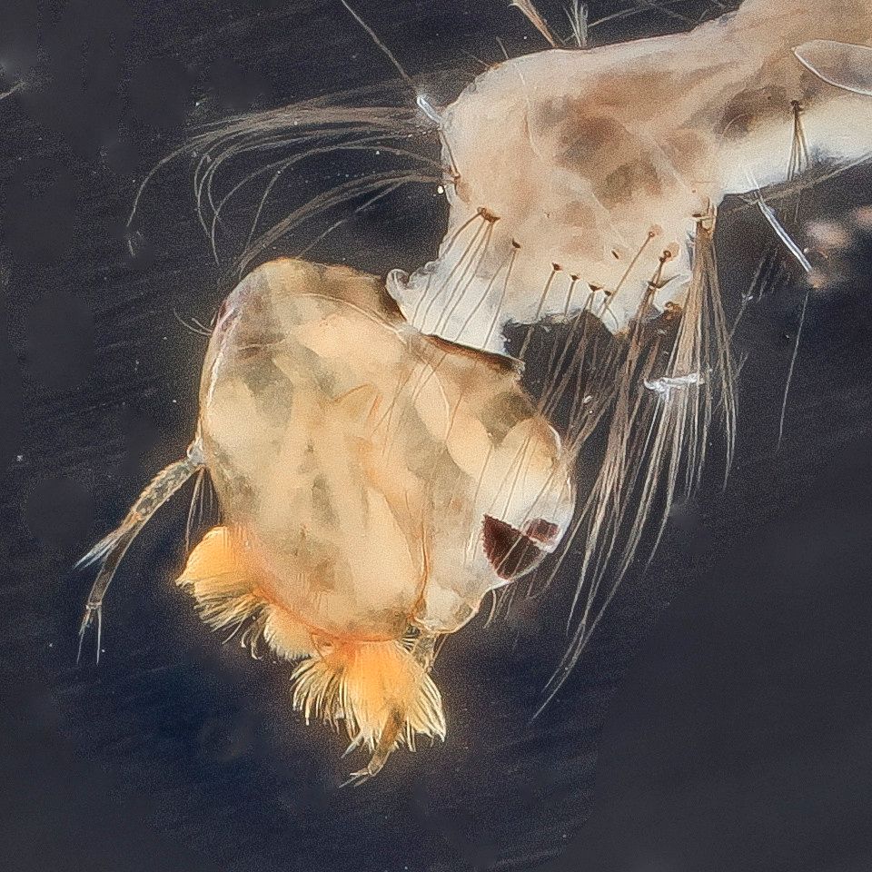 Mosquito Control service in Longmont, CO