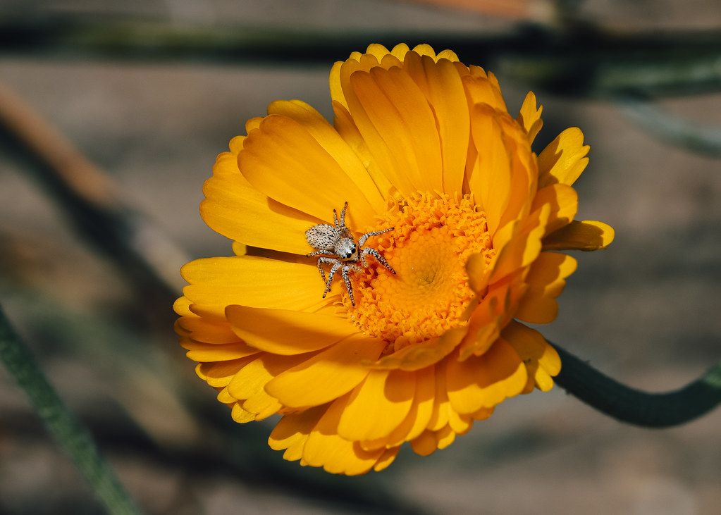 Spider Control service in Longmont, CO